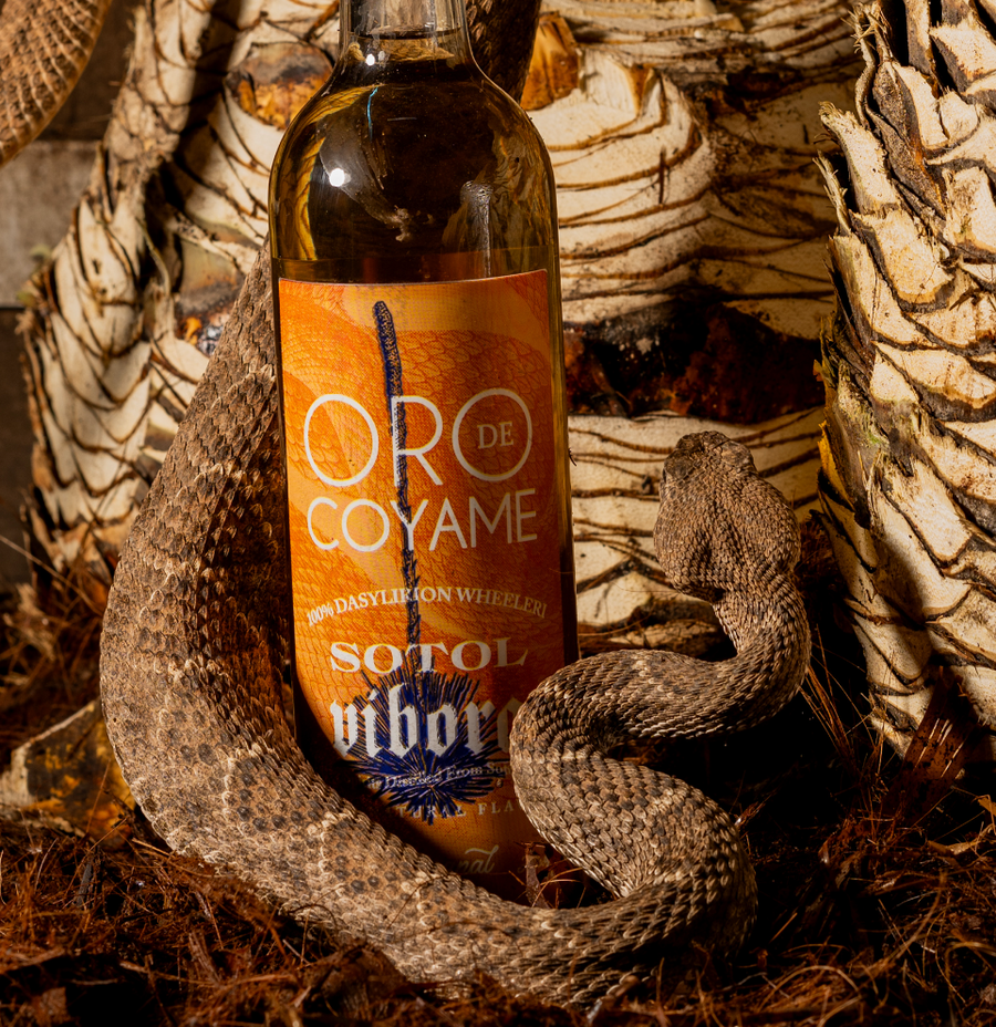 <transcy>Sotol Vibora</transcy>